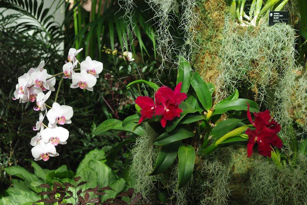 Orchid Show Botanical Garden St Louis | Fasci Garden